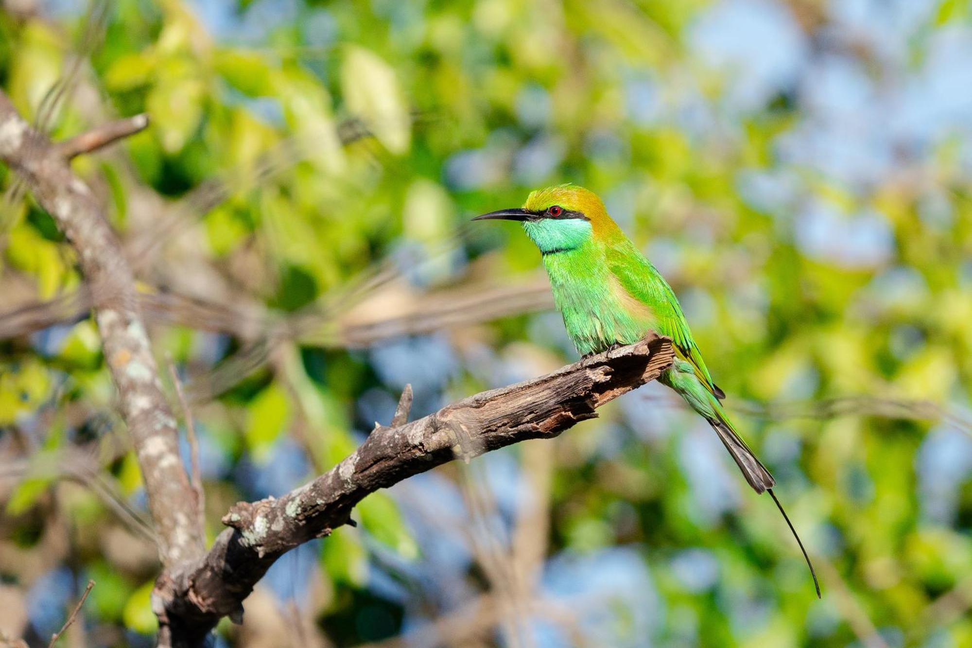 लॉज Nest Yala Kirinda (Hambantota)