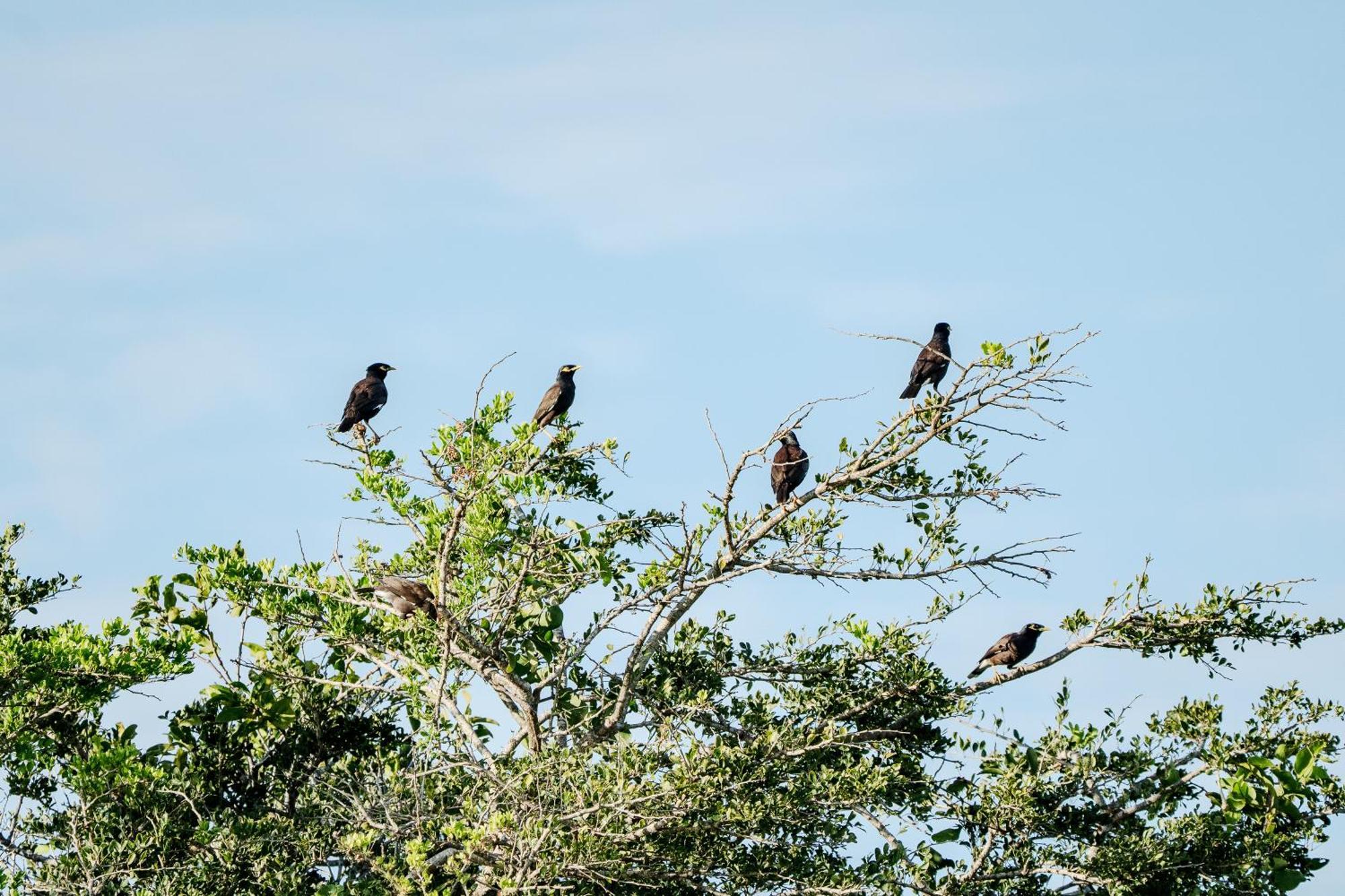 Nest Yala * Kirinda (Hambantota)