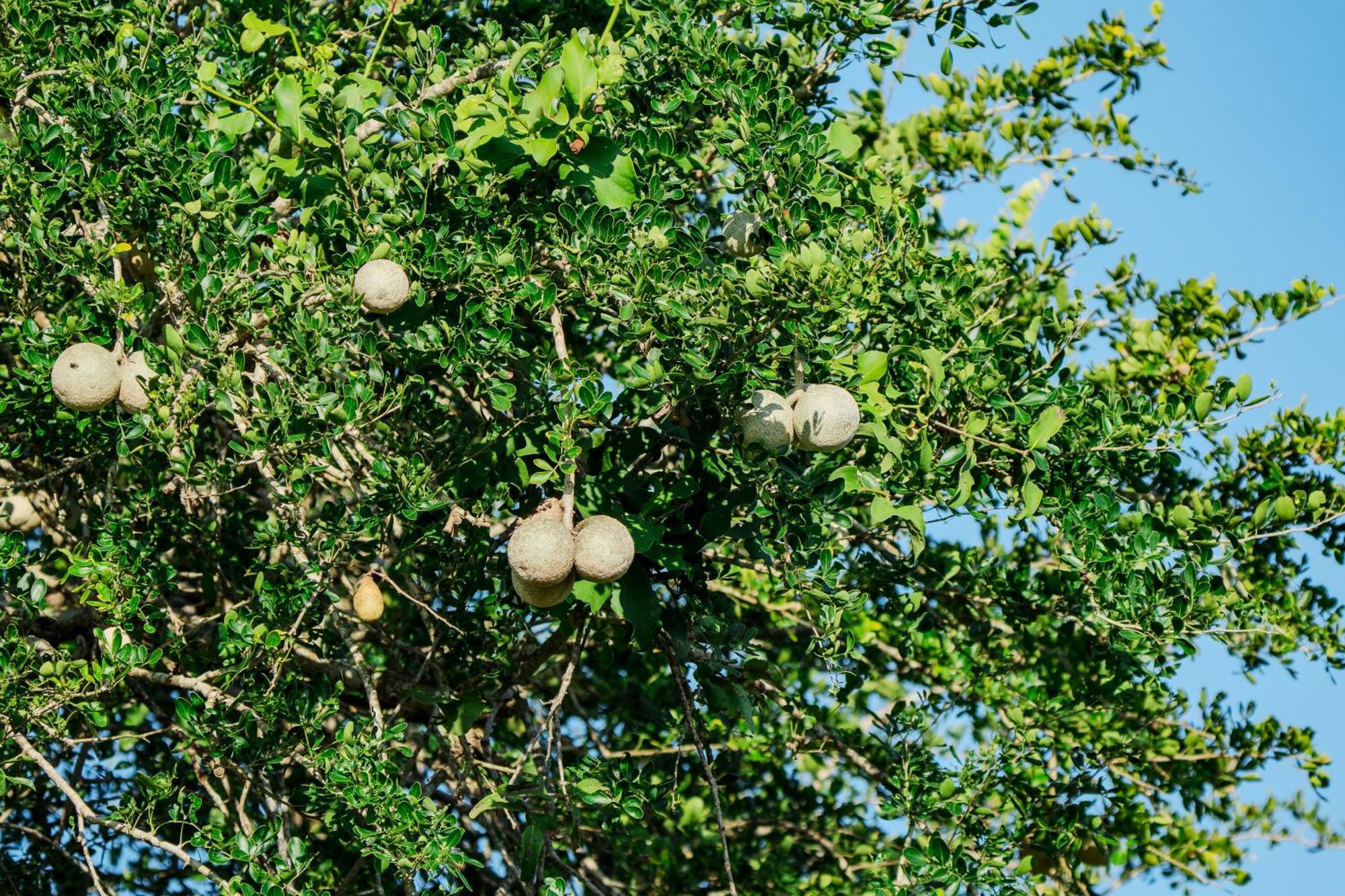 Nest Yala