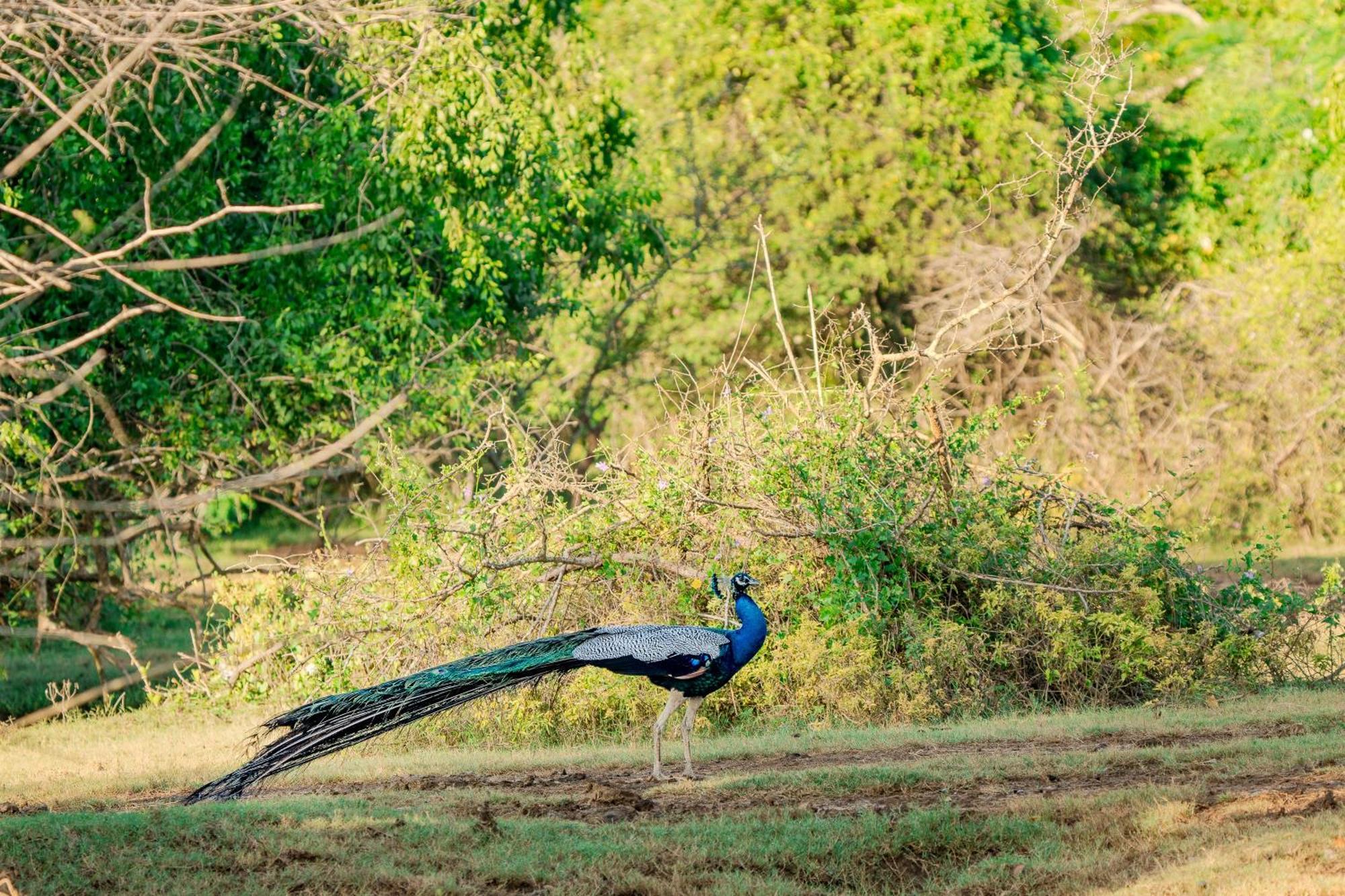 Nest Yala Kirinda (Hambantota)