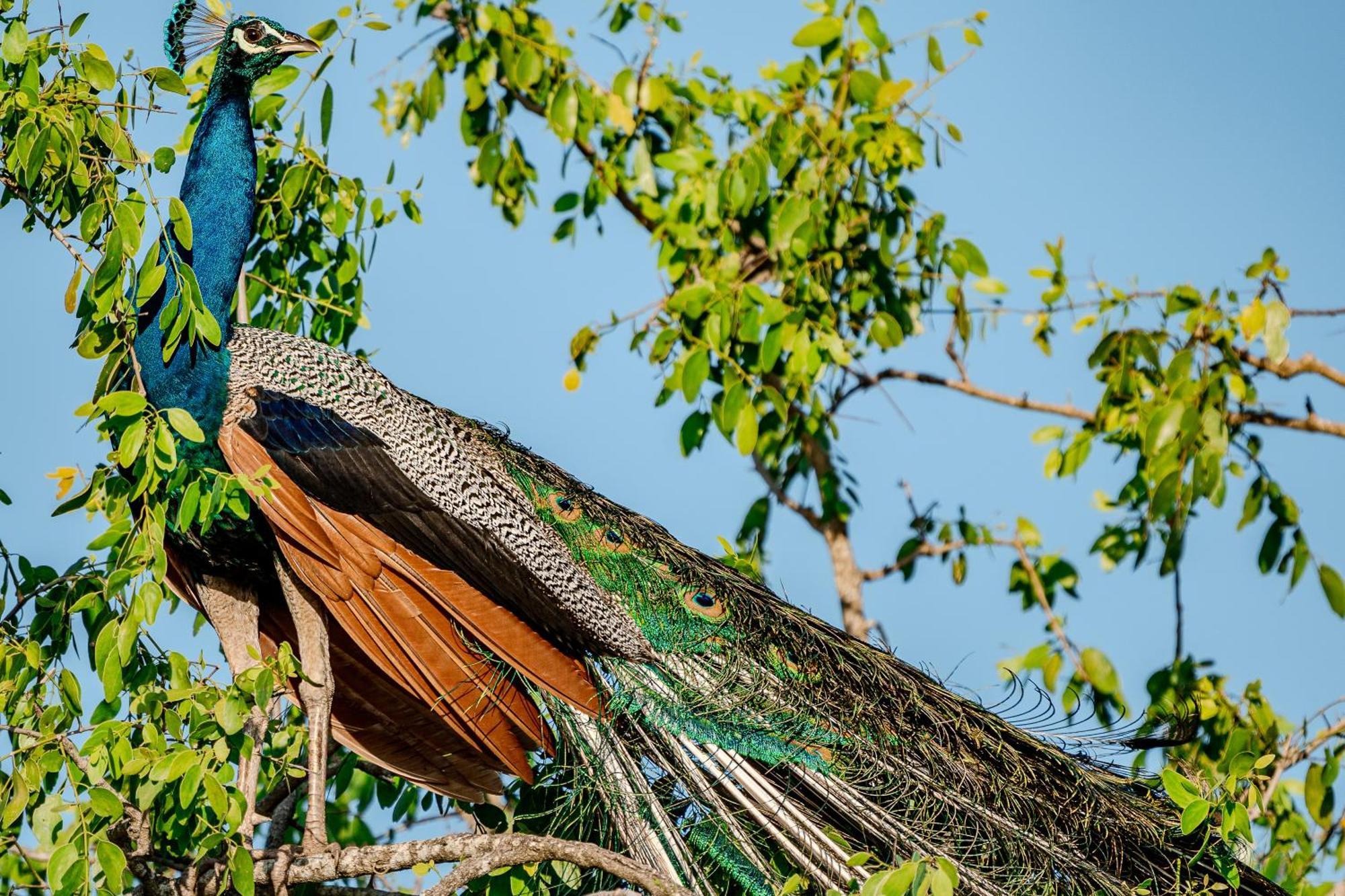 Nest Yala * Kirinda (Hambantota)